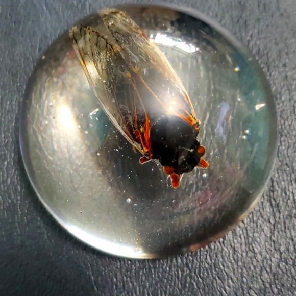 Cicada paperweight - Picture 1 of 5